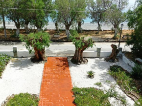 Zorbas, Sougia